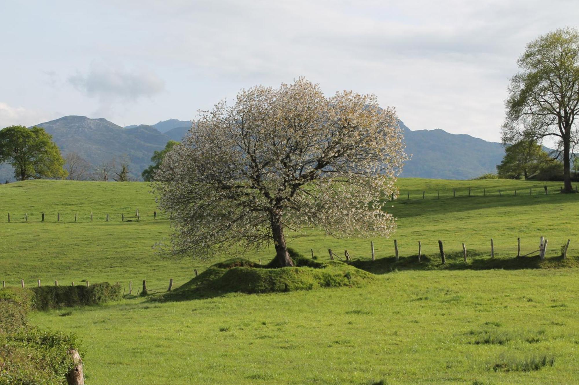 Casa De Aldea Monga 9 En Nava, Asturias Villa Eksteriør billede
